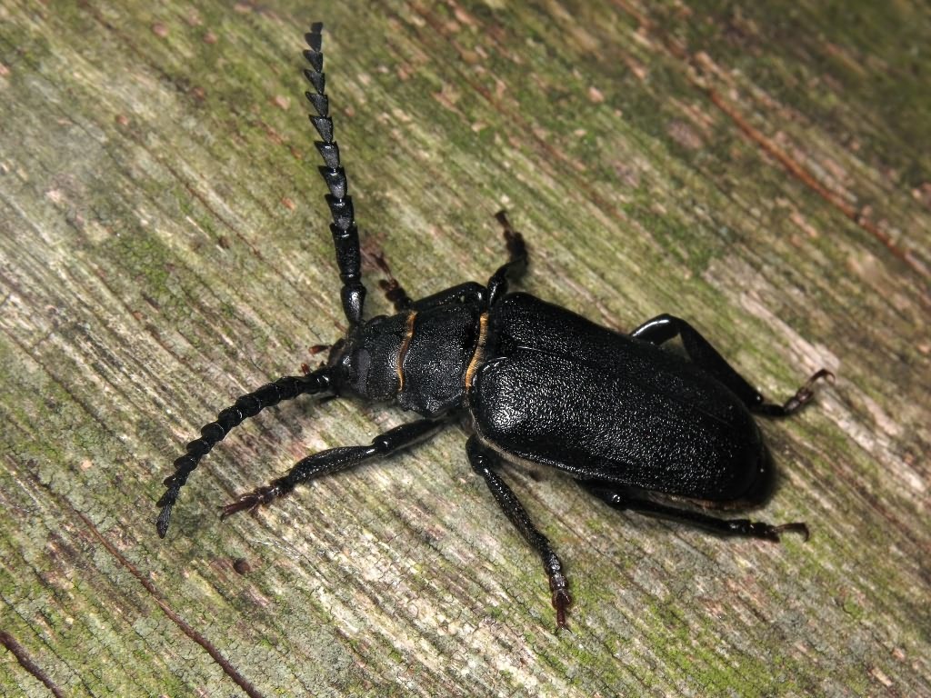 Prionus coriarius (Linnaeus, 1758)